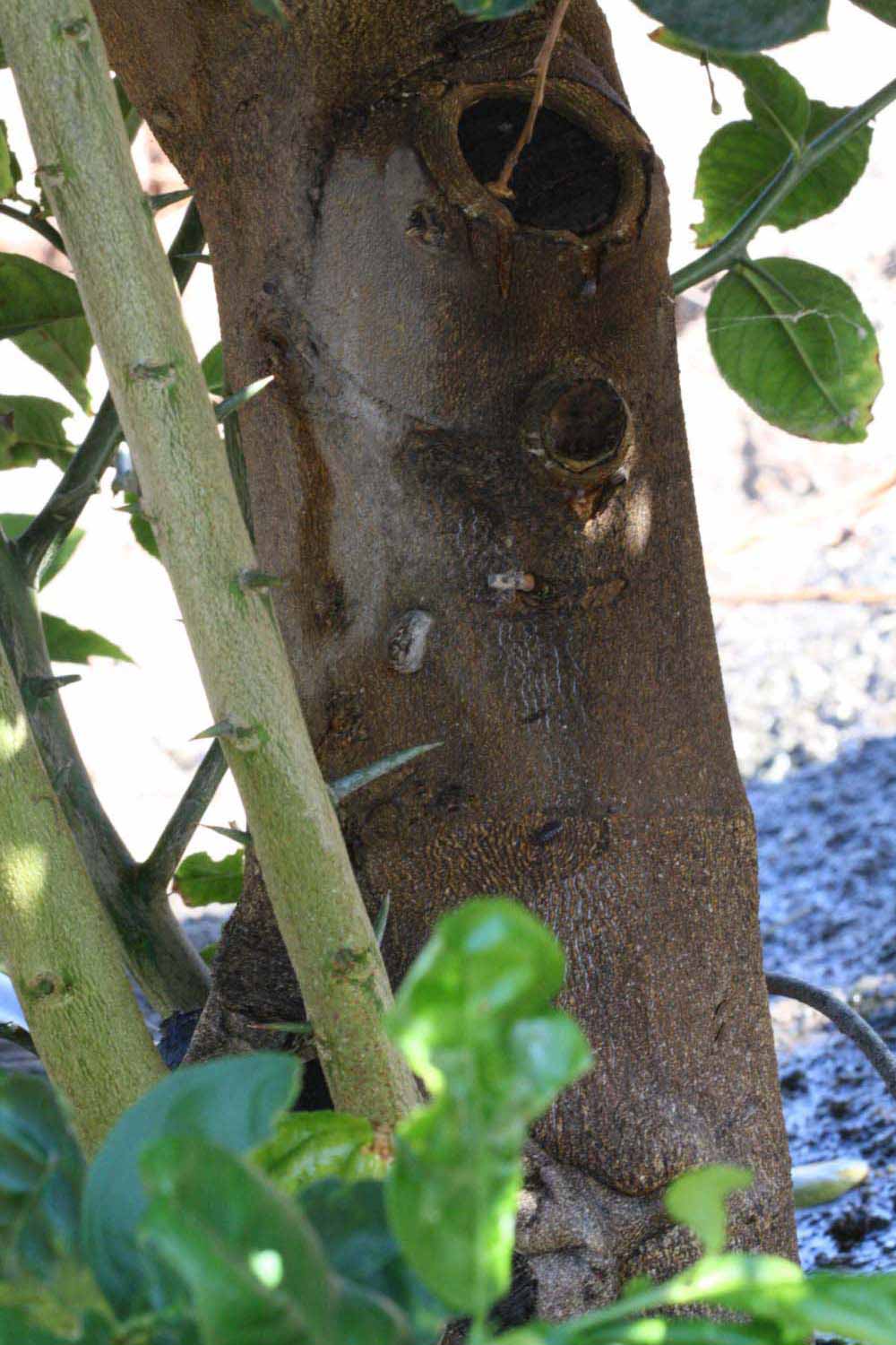            Bark (Riverside, CA)   